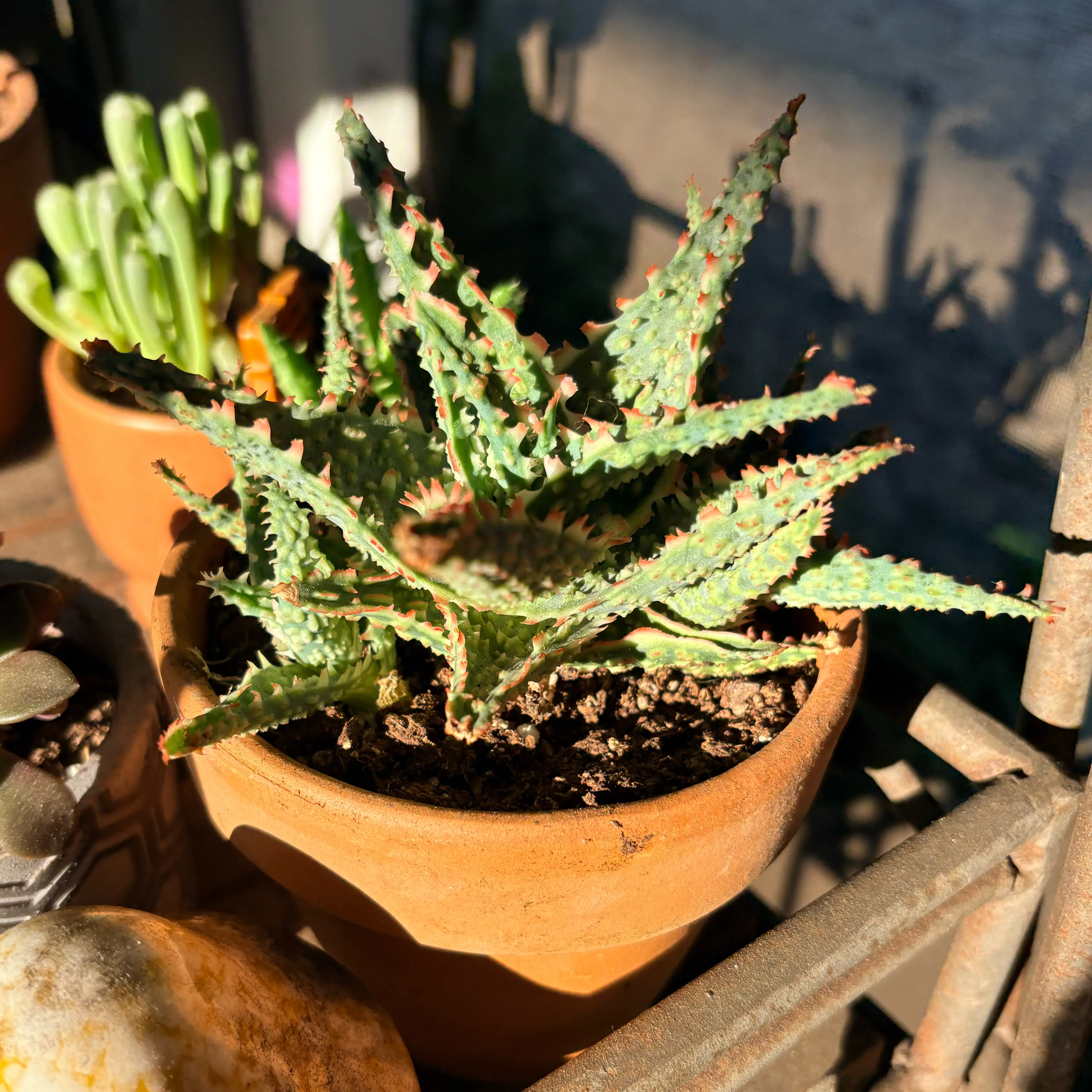 Photo of the plant species Aloe 'Oik' by @SinewyPyrethrum named Maiden on Greg, the plant care app
