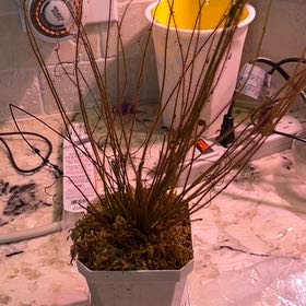Photo of the plant species English Sundew by @KeyRemuremu77 named Cookout Wednesday on Greg, the plant care app