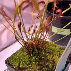 Photo of the plant species English Sundew by @KeyRemuremu77 named Zibble on Greg, the plant care app