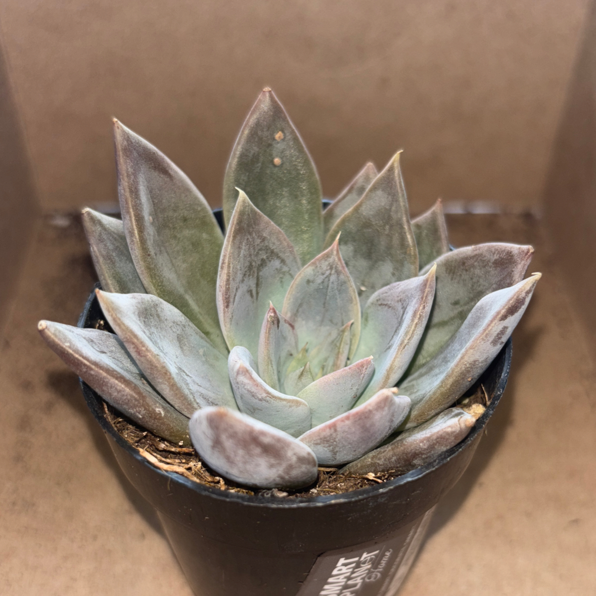 Photo of the plant species Echeveria 'Silver Queen' by @MarkedBeachrose named Reina on Greg, the plant care app