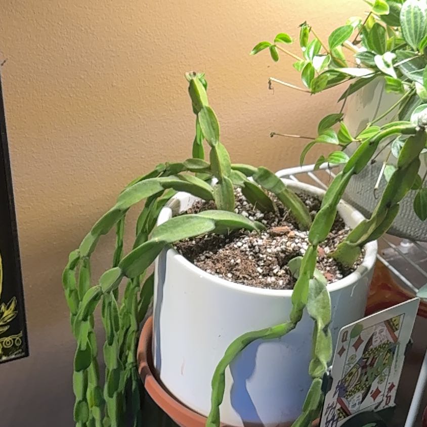 Photo of the plant species Eulophia paradoxa by @ClassyHollyfern named Gaga on Greg, the plant care app