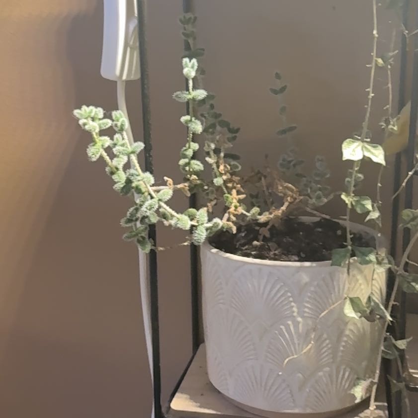 Photo of the plant species Variegated Pickle Plant by @ClassyHollyfern named da Vinci on Greg, the plant care app