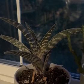 Photo of the plant species Bates' Gasteria by @ClassyHollyfern named Robert Plant on Greg, the plant care app