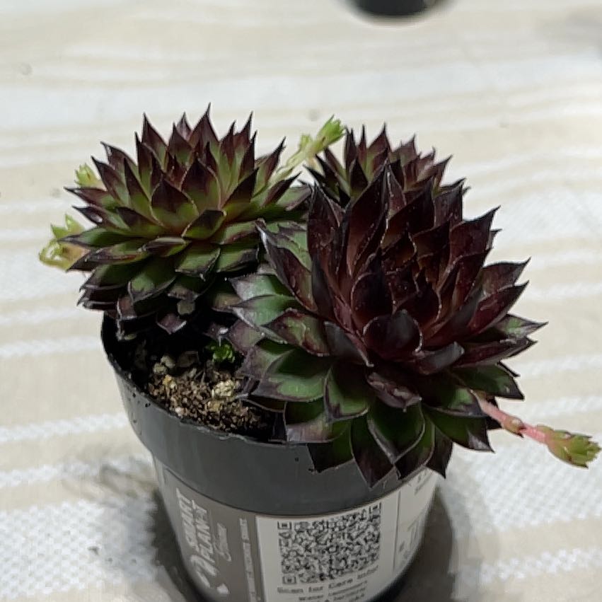 Photo of the plant species Sempervivum 'Maria Laach' by @ExecFilbert57 named Maria on Greg, the plant care app