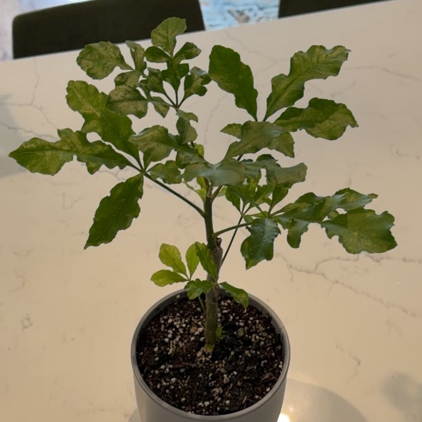 Photo of the plant species Common Cabbagetree by @BigBogmyrtle15 named Spike on Greg, the plant care app