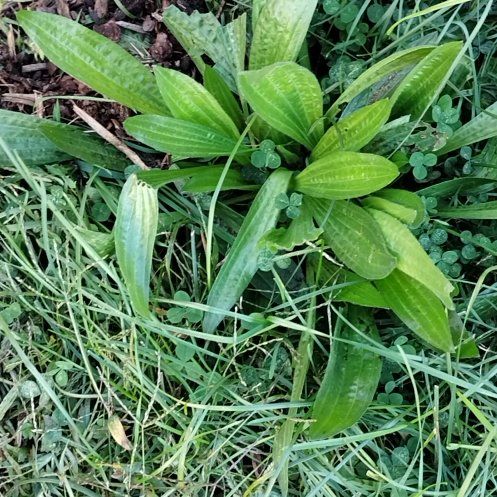 Photo of the plant species Ribwort Plantain by @HotKanono63 named Girlfrond on Greg, the plant care app
