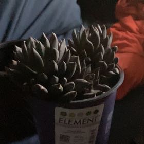 Photo of the plant species Black Echeveria by @SublimeMystax11 named Sahara on Greg, the plant care app