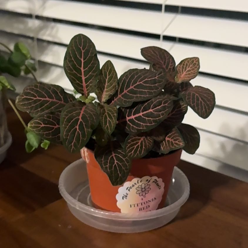 Photo of the plant species Red Vein Fittonia by @HipWateroak37 named Homer on Greg, the plant care app