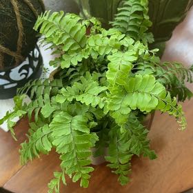 Photo of the plant species Bronze Venus Fern by @FitAjwain69 named Fernie Saunders on Greg, the plant care app
