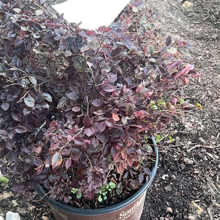 Photo of the plant species Pink Purple Daydream by @ZanyAloepepe24 named Kardashian on Greg, the plant care app