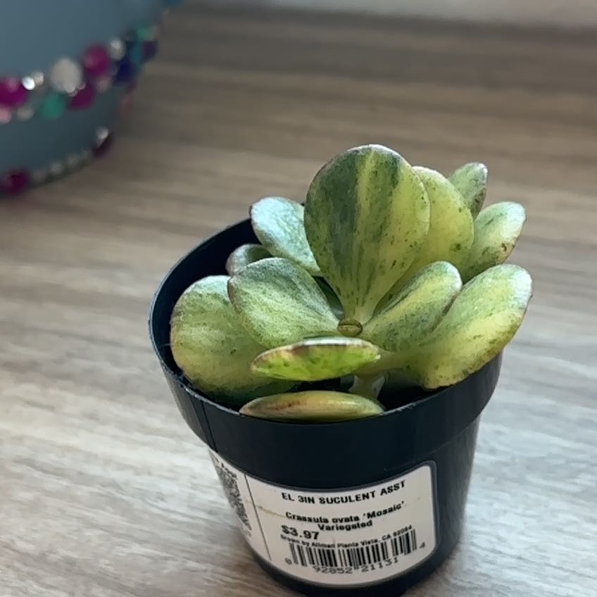 Photo of the plant species Tricolor Jade by @EssentialFern69 named Remington on Greg, the plant care app