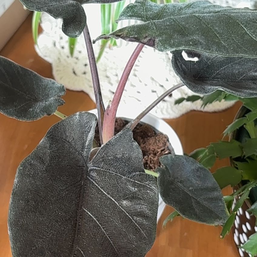 Photo of the plant species Fancy Alocasia by @Bananas named Francesca on Greg, the plant care app