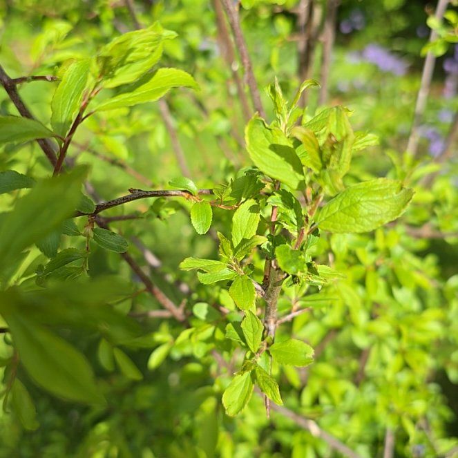 Photo of the plant species Blackthorn by @IdolCapemay70 named Elle on Greg, the plant care app