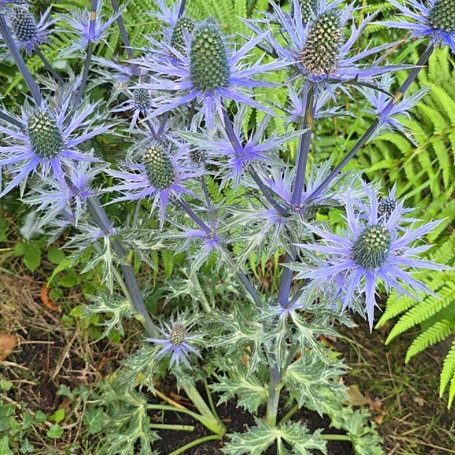 Photo of the plant species Eryngo by @IdolCapemay70 named Tree Diddy on Greg, the plant care app