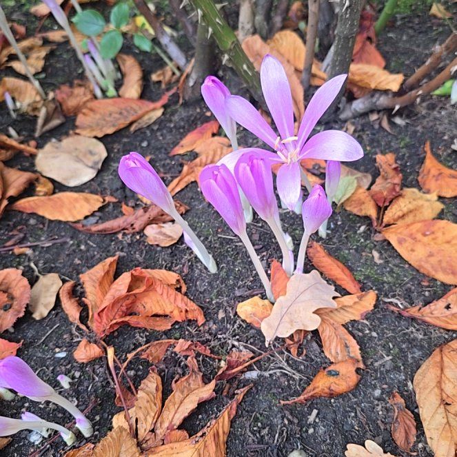 Photo of the plant species Autumn Crocus by @IdolCapemay70 named Lebron on Greg, the plant care app