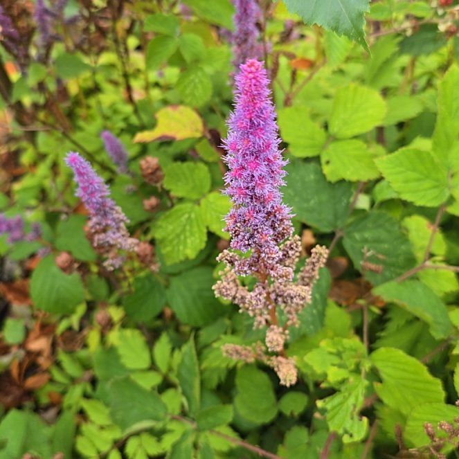 Photo of the plant species Steeplebush by @IdolCapemay70 named Diana on Greg, the plant care app