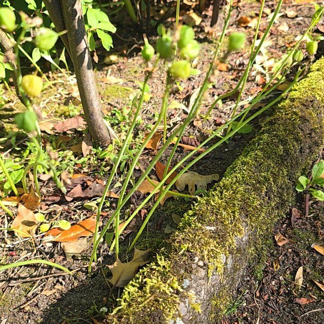 Photo of the plant species Meadow Garlic by @IdolCapemay70 named Hemingway on Greg, the plant care app
