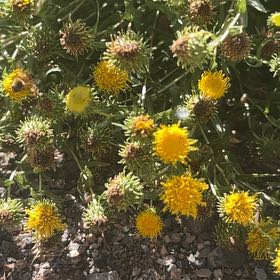 Photo of the plant species Hartweg's Pricklyleaf by @PunchyMudpuppy named Einstein on Greg, the plant care app