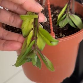 Photo of the plant species Columnea hirta by @GreatGutweed19 named Michelle Branch on Greg, the plant care app