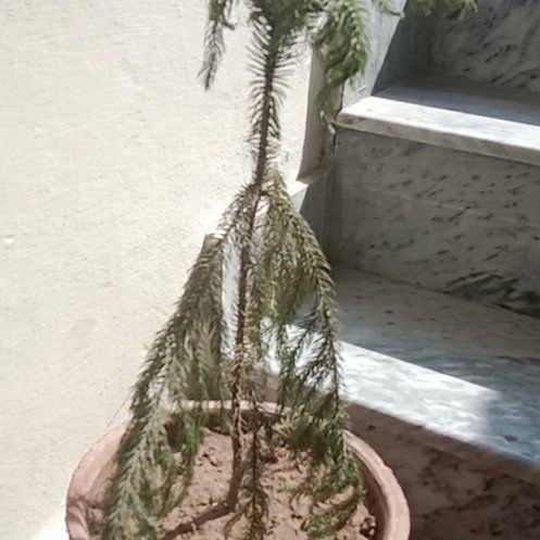 Plant care for Araucaria goroensis on Greg, the plant care app