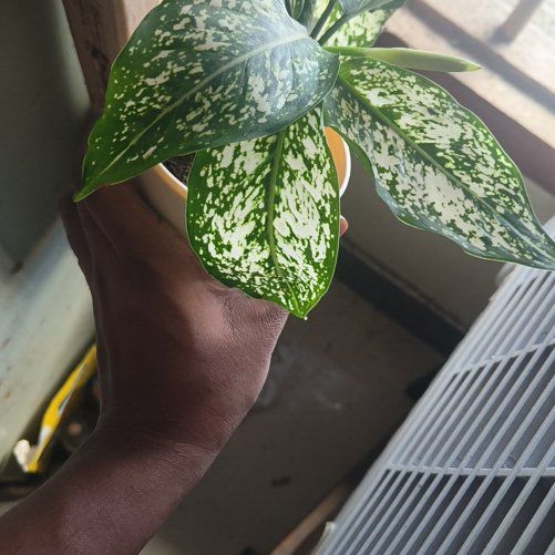 Photo of the plant species Aglaonema 'Snow White' by @AvidRoselle80 named Keanu Leaves on Greg, the plant care app