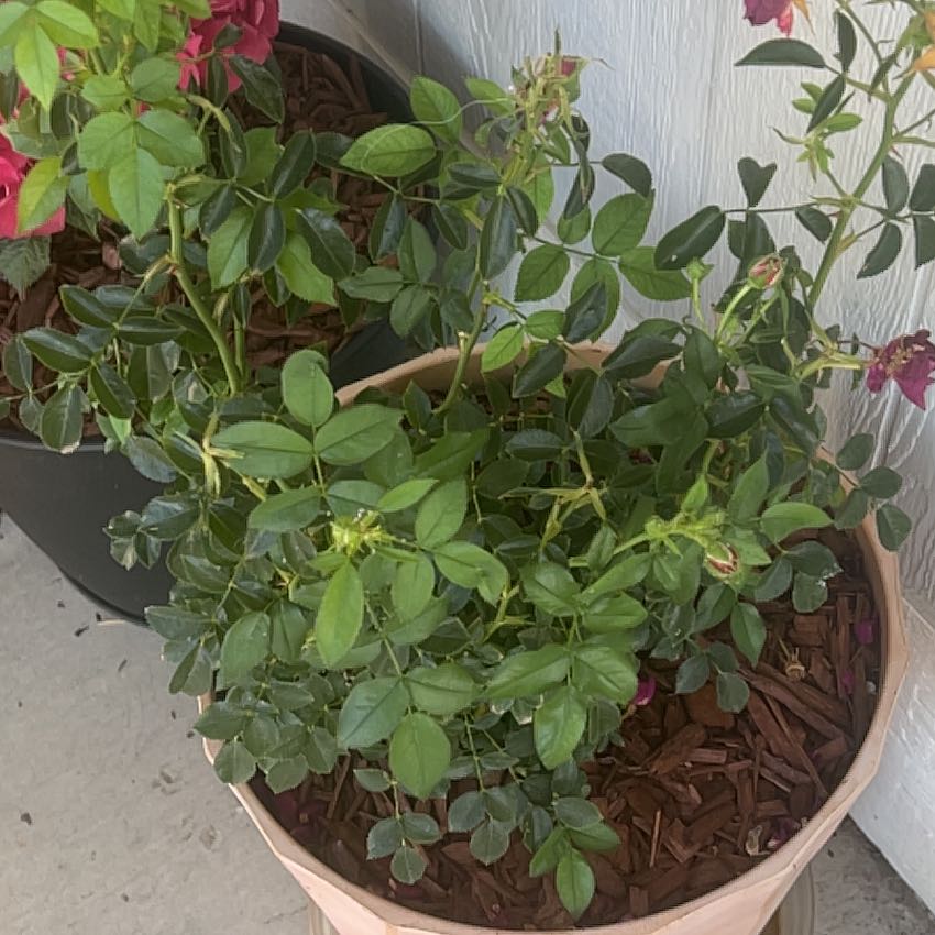 Photo of the plant species Prairie Rose by @ThrivingMango68 named Cleopatra on Greg, the plant care app