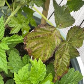 Photo of the plant species Salmonberry by @JJG60 named Pax on Greg, the plant care app