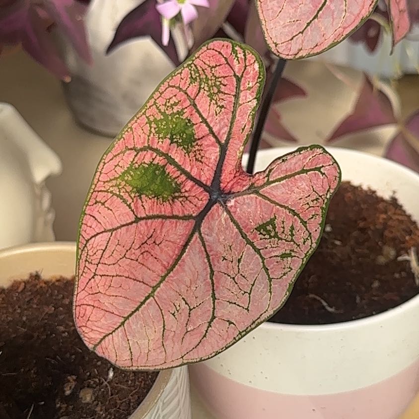 Photo of the plant species Caladium 'Bicolor' by @LucidNoni named Remington on Greg, the plant care app