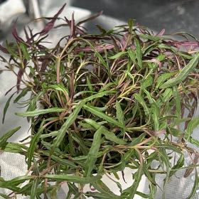 Photo of the plant species Dragon Tongue Bush Bean by @LordFernmoss27 named Elina on Greg, the plant care app