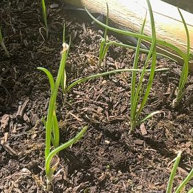 Photo of the plant species Texas Onion by @WeightyMayten76 named Kardashian on Greg, the plant care app