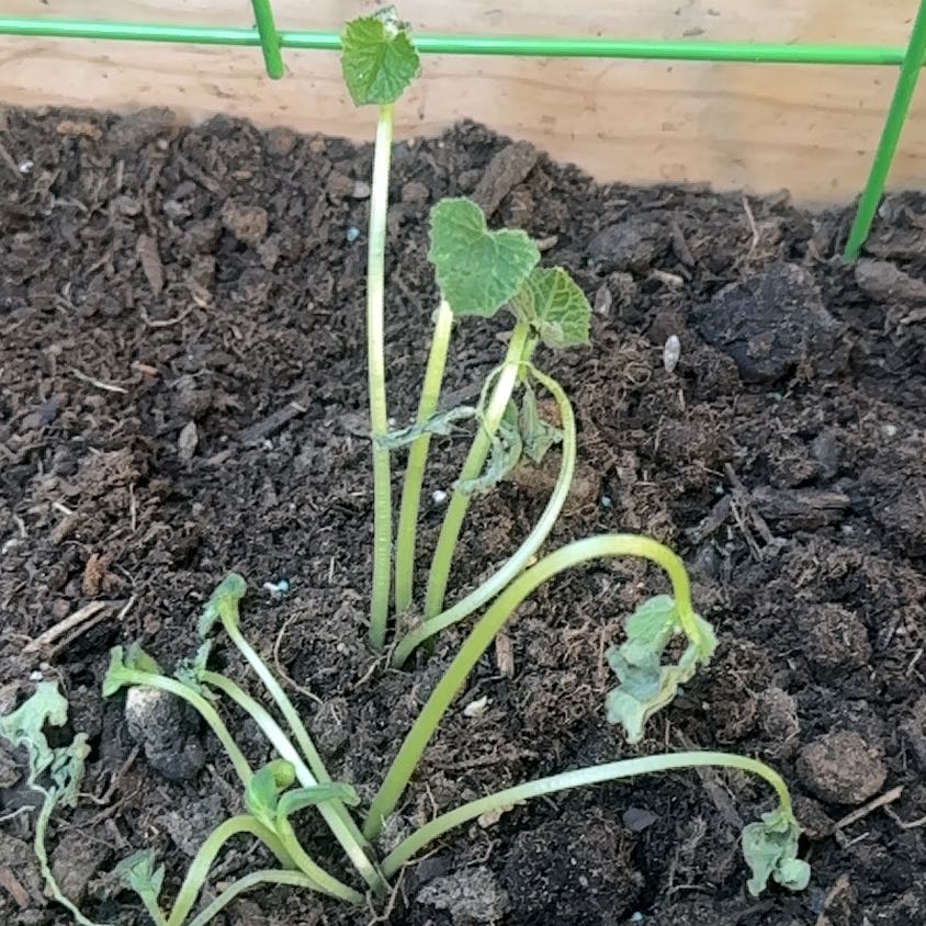 Photo of the plant species Boston Pickling Cucumber by @WeightyMayten76 named Naomi on Greg, the plant care app