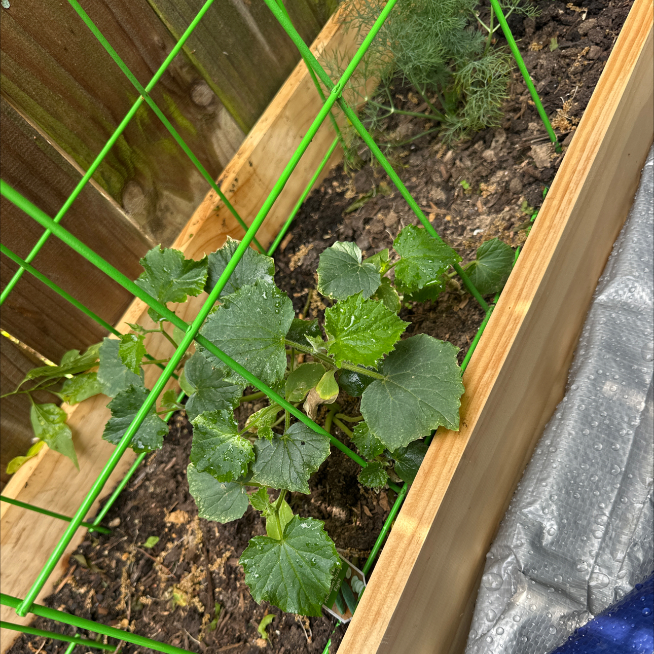 Photo of the plant species Cucumber Straight Eight by @WeightyMayten76 named Mochi on Greg, the plant care app