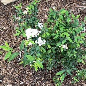 Photo of the plant species Spiraea 'Bridal Wreath' by @HappyLipandra named Robert Plant on Greg, the plant care app