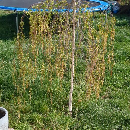 Photo of the plant species Yellow Birch by @Kajetan named Gobi on Greg, the plant care app