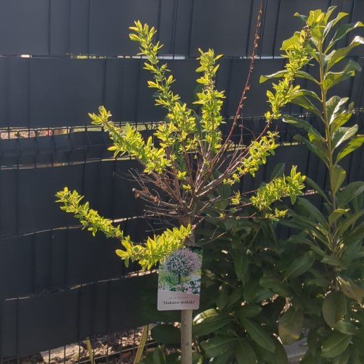 Photo of the plant species Dappled willow tree by @Kajetan named Naomi on Greg, the plant care app