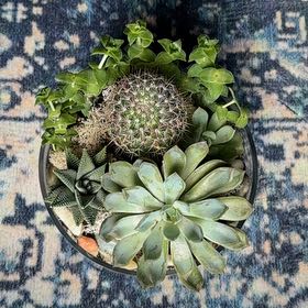Photo of the plant species Succulent Garden by @GirlyPlantMom named Myesha on Greg, the plant care app
