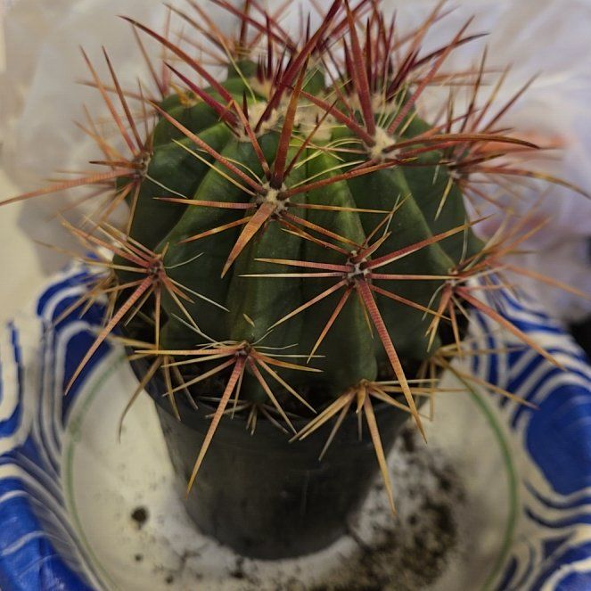 Photo of the plant species Fire Barrel Cactus by @meanPUMA named Spike Leaves on Greg, the plant care app