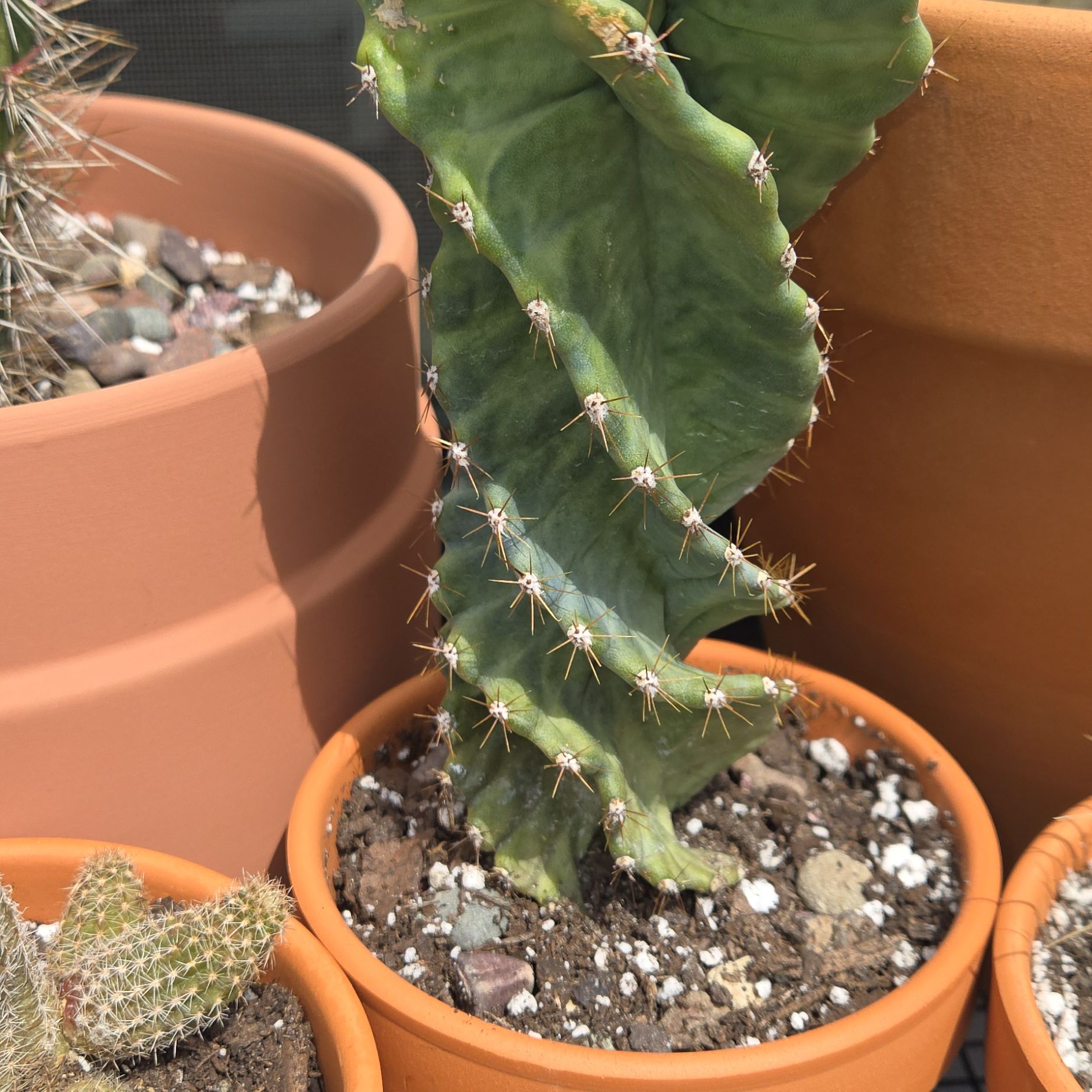 Photo of the plant species Spiralis by @meanPUMA named Gregarious on Greg, the plant care app