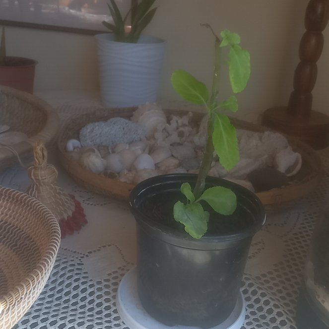 Photo of the plant species Sage of the Diviners by @ClassySpiderman named Ronaldo on Greg, the plant care app