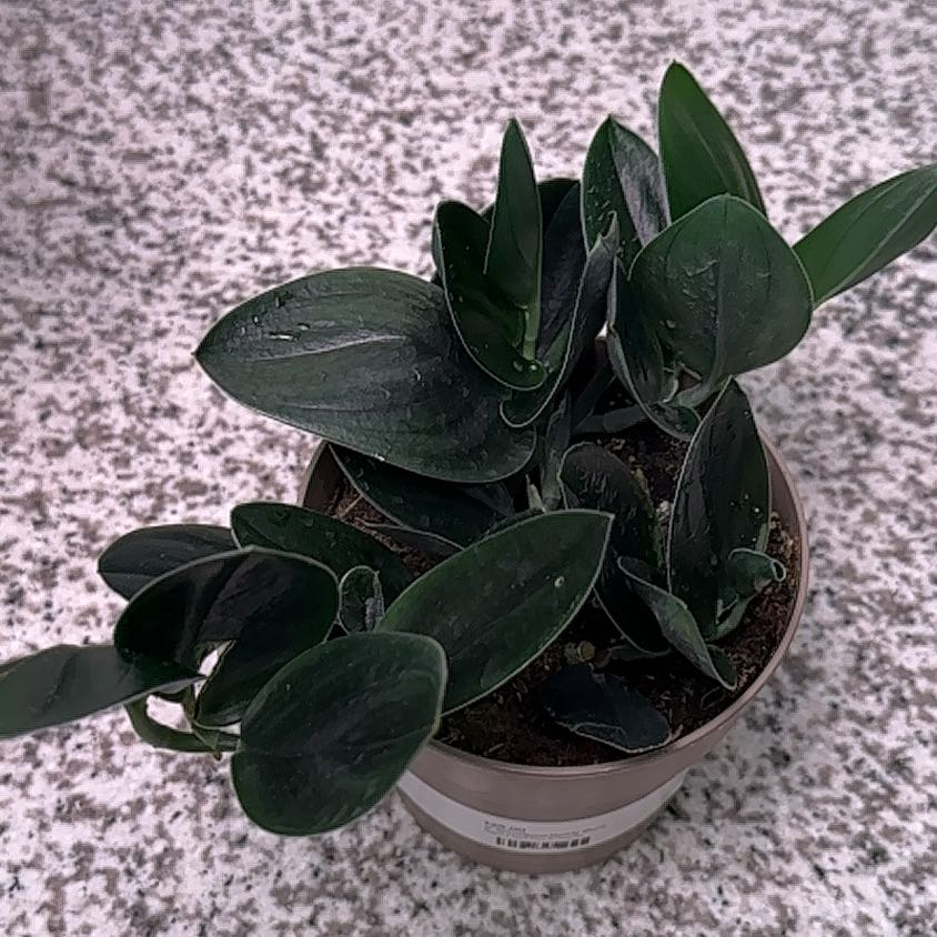 Photo of the plant species Scindapsus treubii 'Sumatra' by @kris10plants named Scindi Lou Who on Greg, the plant care app