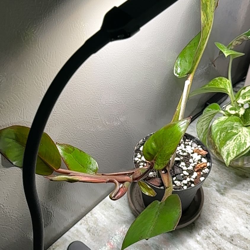 Photo of the plant species Philodendron Red Sun by @kris10plants named Lola on Greg, the plant care app