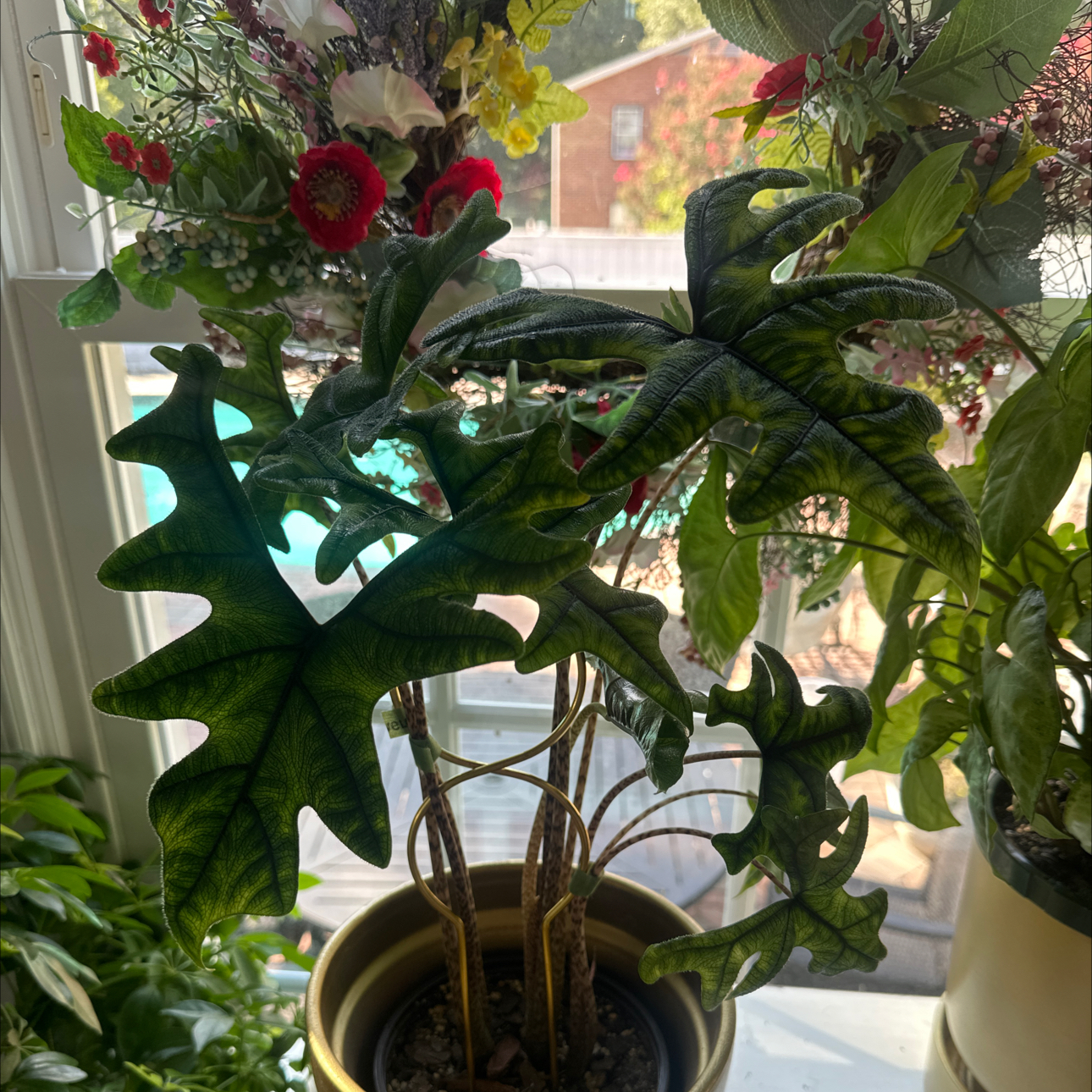 Photo of the plant species Alocasia Tundurusa by @kris10plants named Jackie O on Greg, the plant care app