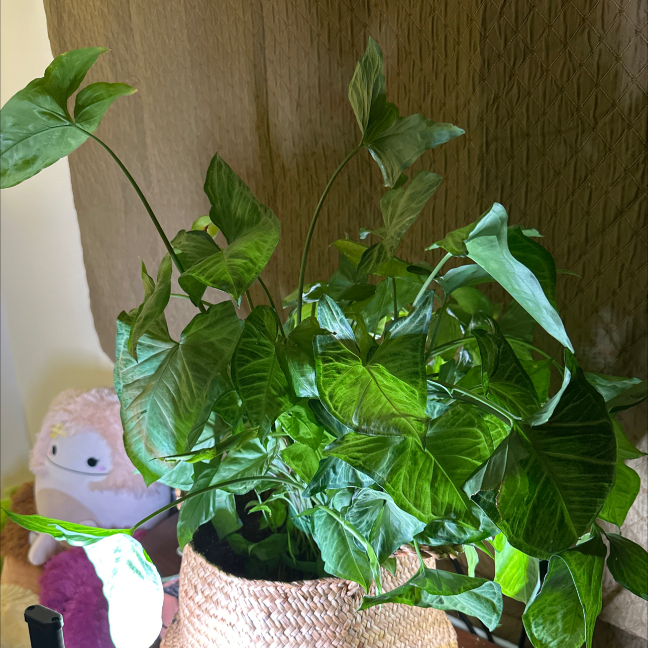 Photo of the plant species Syngonium by @kris10plants named Kevin on Greg, the plant care app