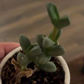 Photo of the plant species Astridia velutina by @Greenflamefern named Harmony on Greg, the plant care app