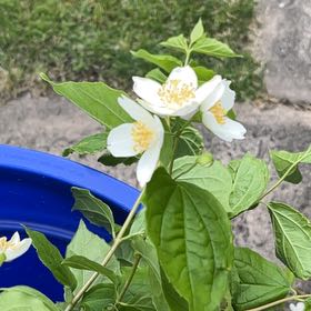 Photo of the plant species Sweet Mock Orange by @OpenlySkunkbush named Diana on Greg, the plant care app