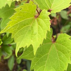 Photo of the plant species Frost Grape by @OpenlySkunkbush named Lavender on Greg, the plant care app