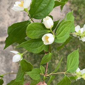 Photo of the plant species Sweet Mock Orange by @OpenlySkunkbush named Emerson on Greg, the plant care app