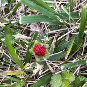 Photo of the plant species Mock Strawberry by @OpenlySkunkbush named Kardashian on Greg, the plant care app