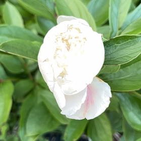 Photo of the plant species Chinese Peony by @OpenlySkunkbush named Gaga on Greg, the plant care app