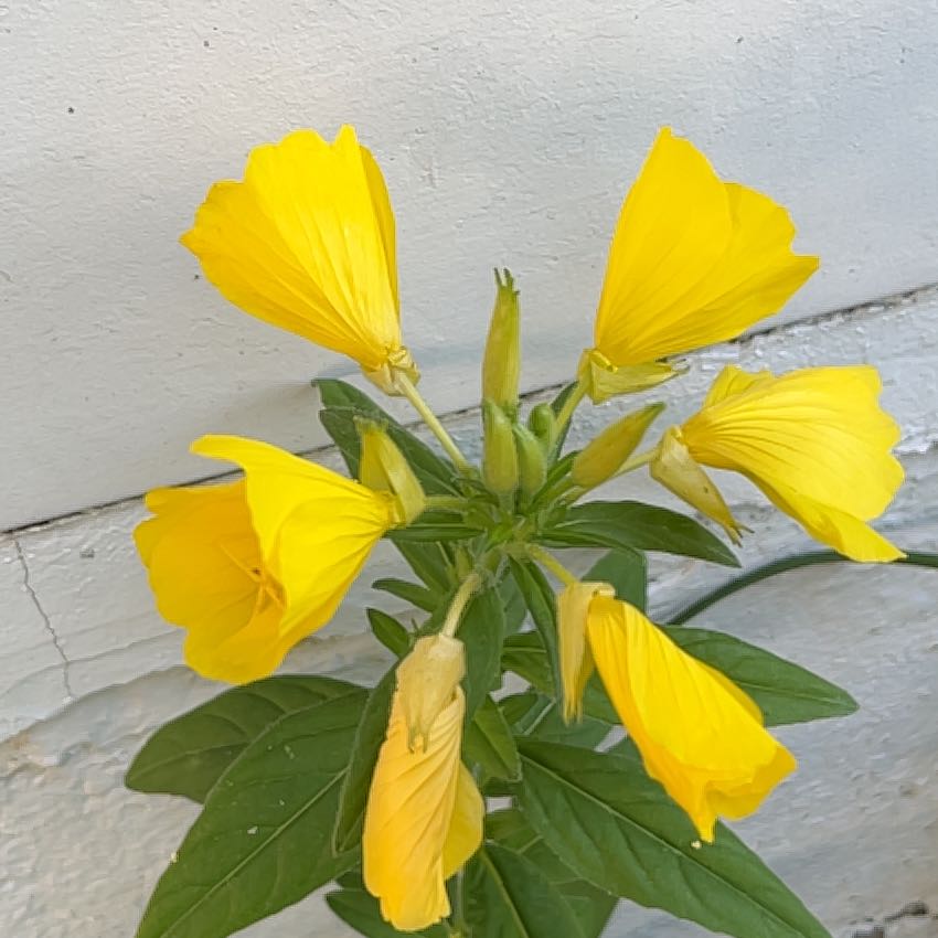 Photo of the plant species Redsepal Evening Primrose by @OpenlySkunkbush named Duke on Greg, the plant care app